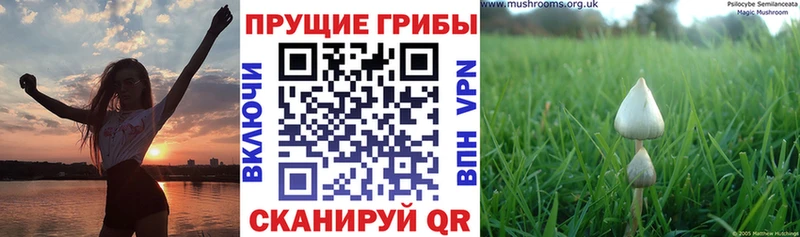 закладка  Балахна  Псилоцибиновые грибы мухоморы 